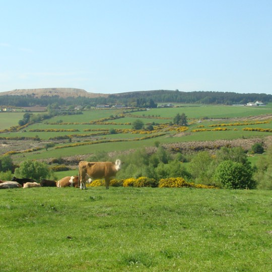 a herd of cattle grazing on a lush green field