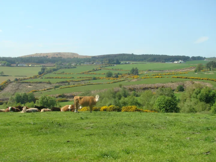 a herd of cattle grazing on a lush green field
