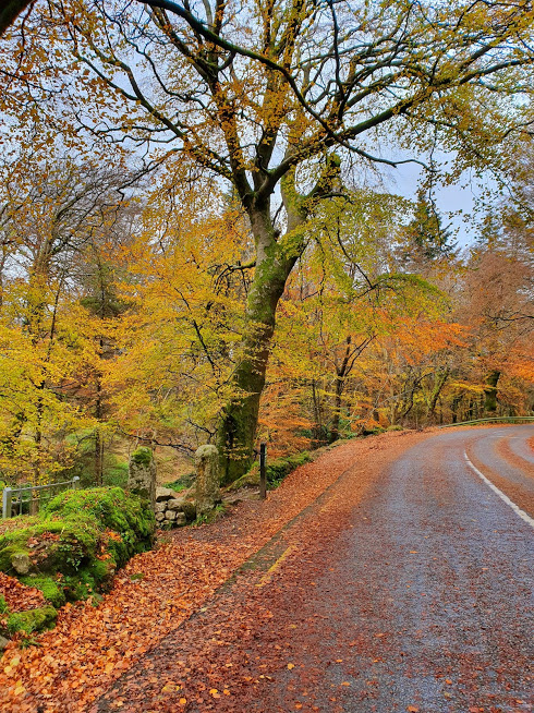 Autumn Dublin Mountain Road