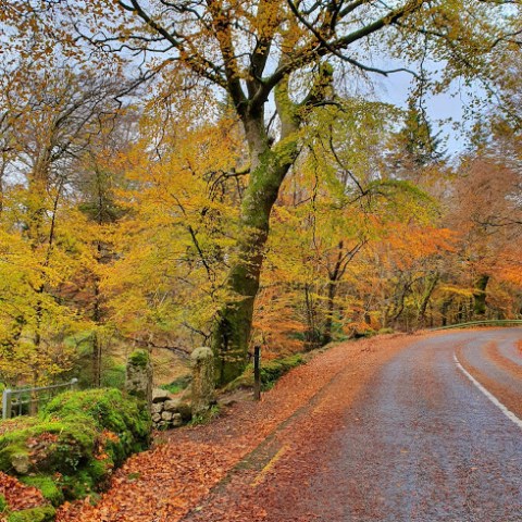 Autumn Dublin Mountain Road